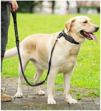 Heavy-Duty Bungee Car Leash