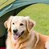 Pet-Validated Design